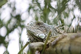 groene leguaan in boom