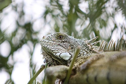 groene leguaan in boom