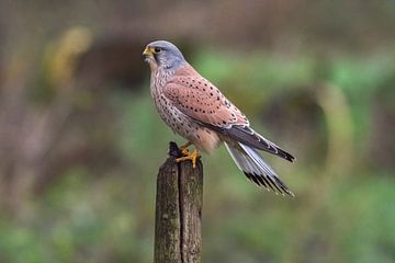 Kestrel male by Merijn Loch