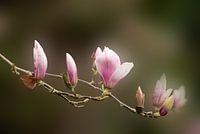 Magnolia geeft de lente aan.