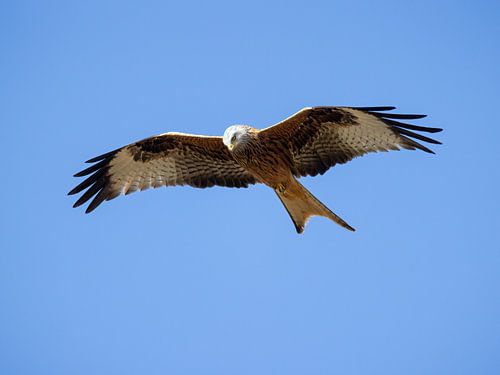 A red kite in flight