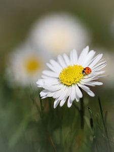 Marienkäfer auf einem Gänseblümchen , Lieveheerbeestje op een madeliefje , coccinelle sur une marguerite