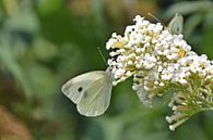 Chou blanc sur buisson à papillons par Daphne van der straaten Aperçu