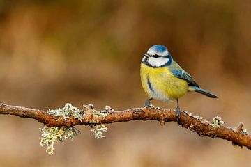 Mésange bleue sur Daniela Beyer