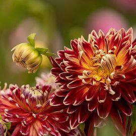 Dahlia 'Akita' by Tessa Poll