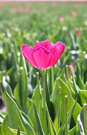 Einfach besonders... von Nathalie Villier