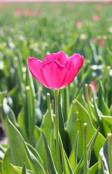 Alleen, maar toch bijzonder...