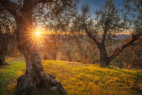 Olijfboomgaard bij zonsondergang in de buurt van Santa Luce, Toscane
