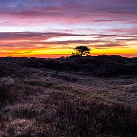 L'heure d'or dans les dunes d'Ameland sur Martien Hoogebeen Fotografie