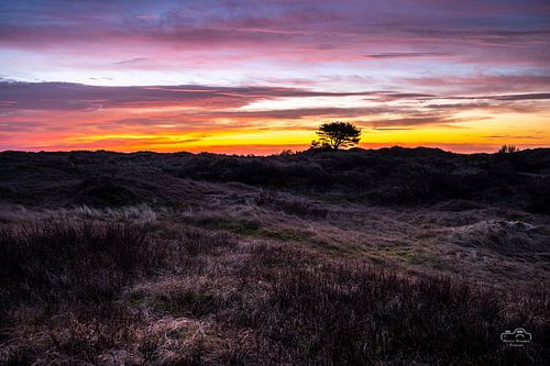 L'heure d'or dans les dunes d'Ameland sur Martien Hoogebeen Fotografie