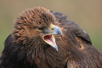 Porträt eines Steinadlers