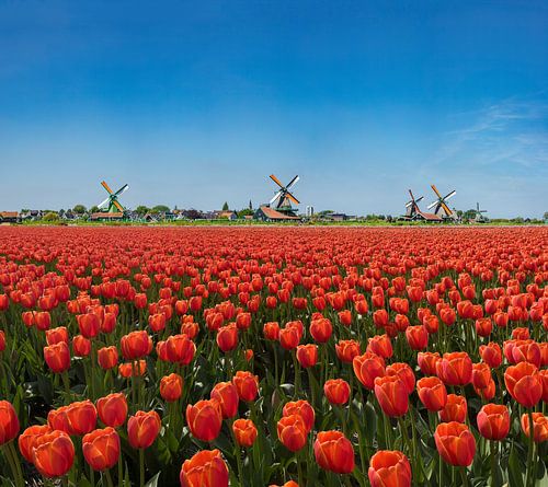 The windmills of the Zaanse Schans, field with red tulips by Rene van der Meer