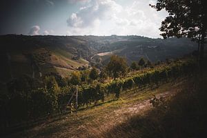 Vignoble à Barolo