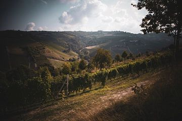 Weinberg in Barolo von Roel Timmermans