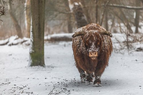 Scottish Highlander
