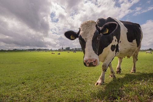 Nieuwsgierige koe bij De Marschmolen in de Betuwe
