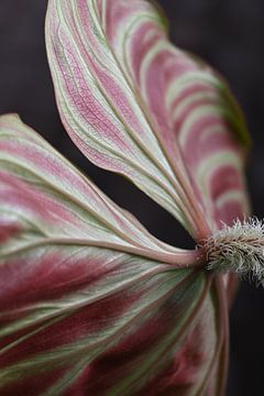 philodendron verrucosum van StudioMaria.nl