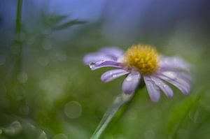 Felicia / Blaue Marguerite