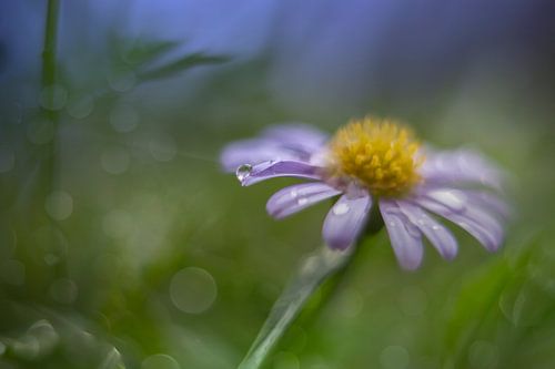 Felicia / Blue Marguerite