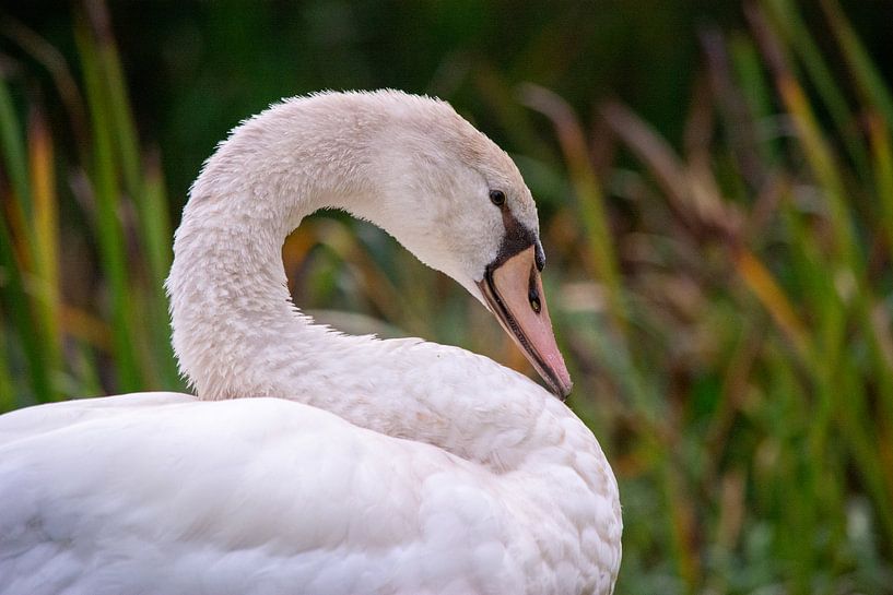 Swan by Michael van Eijk