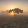 Lever de soleil sur un arbre solitaire - Boerenveensche Plassen sur KB Design & Photography (Karen Brouwer)