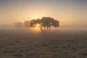 Lever de soleil sur un arbre solitaire - Boerenveensche Plassen