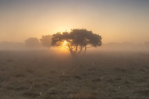 Lever de soleil sur un arbre solitaire - Boerenveensche Plassen sur KB Design & Photography (Karen Brouwer)