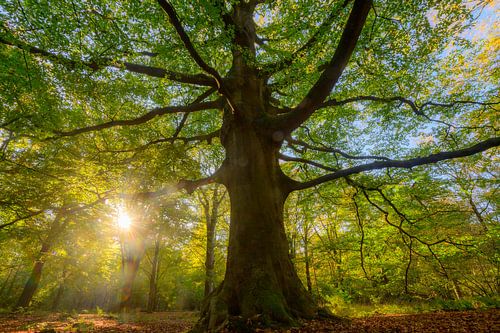 Oude beuk in een beukenbos tijdens een herfstochtend