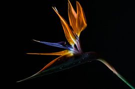 Paradijsvogelbloem van Pepijn Sonderen