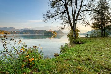 Ochtend aan het Bled-meer
