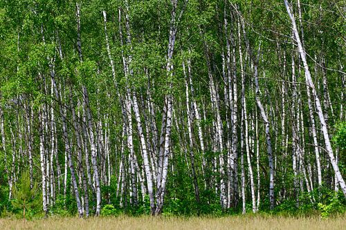 Birch grove