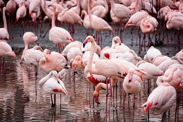 Flamingos van Rob Boon
