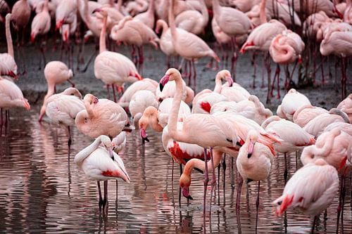 Flamants roses