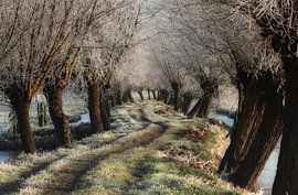 KNOTWILGEN RIJP von Yvonne Blokland