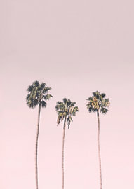Palms On Pink by Kathrin Pienaar