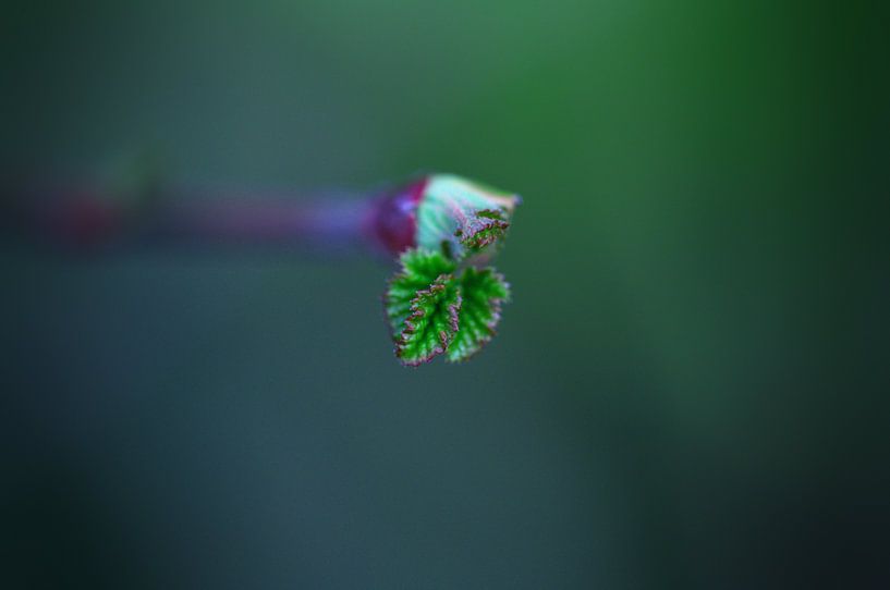 lente in zicht par Monique van Kesteren