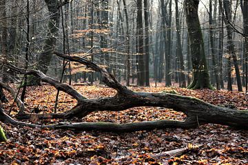 Fallen tree van Marco van de Pol