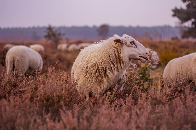 Herfstglorie van de Veluwe - Schaap nr. 1 van Deborah de Meijer