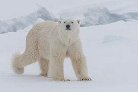 Polar bear in the drift ice next to Greenland