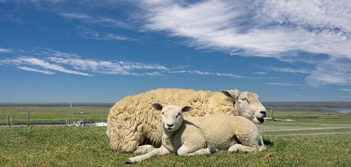 Schapen met lammeren in de zomerhitte op de dijk