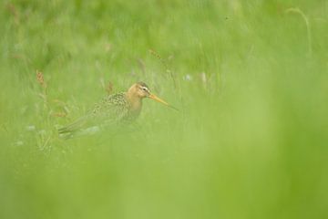 Bekeken door het gras ,Grutto van Duco Luijt