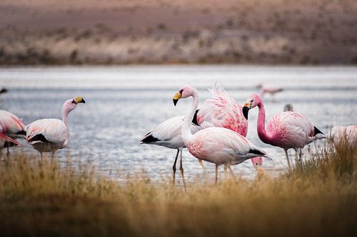 Flamingos in Bolivia