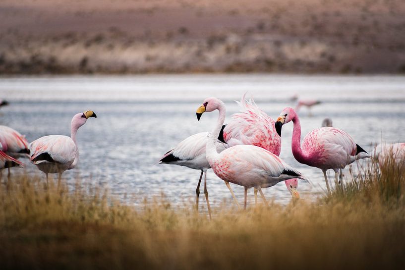 Flamingos in Bolivia by Jelmer Laernoes