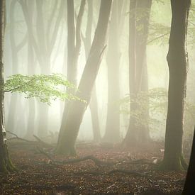 Grün im Speulder Wald von Jenco van Zalk