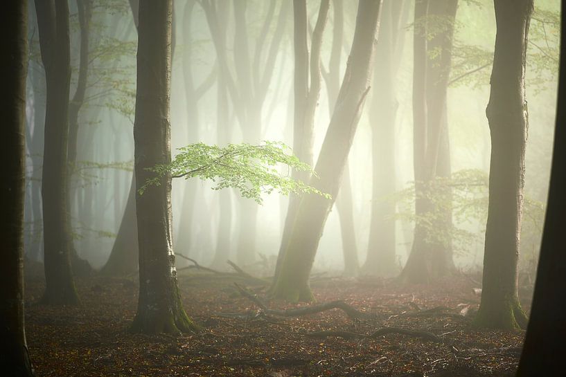 Grün im Speulder Wald von Jenco van Zalk