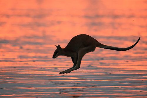 kangoeroe op strand bij zonsopgang, mackay, noord queenland, australië