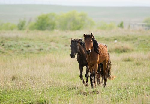Paarden in Kazachstan