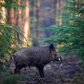 Sanglier dans la forêt sur Tom Zwerver