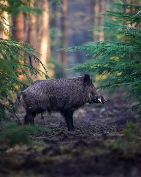 Wild boar in the forest