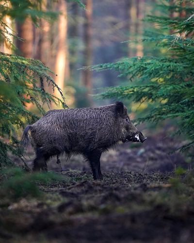 Wild boar in the forest